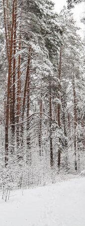 Snowy winter forest. Snow covered branches trees and bushesの写真素材
