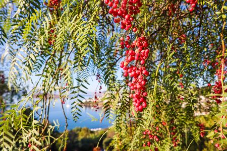 Branches of Brazilian pepper (Schinus terebinthifolius or aroeira or rose) with fruits on a background of a seascapeの写真素材