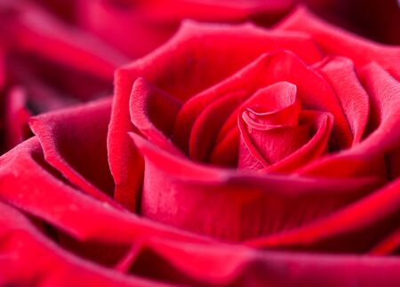 Beautiful red rose. Perfect background for a greeting cardの写真素材