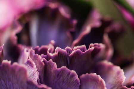 Retro art, vintage card and botanical concept - Abstract floral background, purple carnation flower. Macro flowers backdrop for holiday brand designの写真素材
