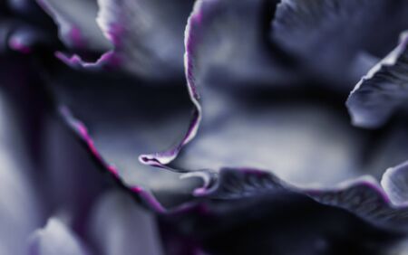 Retro art, vintage card and botanical concept - Abstract floral background, black carnation flower. Macro flowers backdrop for holiday brand designの写真素材