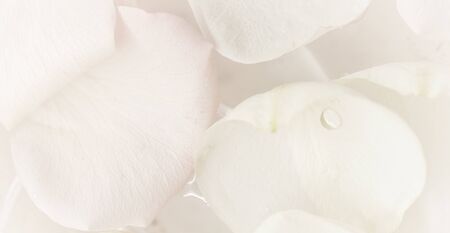 Botanical concept, wedding invitation card - Soft focus, abstract floral background, white rose flower. Macro flowers backdrop for holiday brand designの写真素材