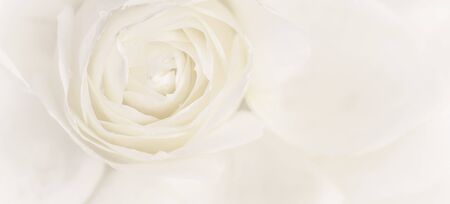 Botanical concept, wedding invitation card - Soft focus, abstract floral background, white rose...