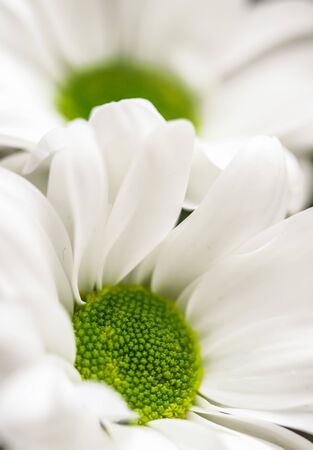 Soft focus, retro art, vintage card and botanical concept - Abstract floral background, white chrysanthemum flower petals. Macro flowers backdrop for holiday brand designの写真素材