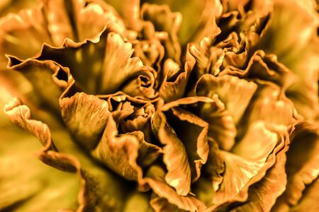 Retro art, vintage card and botanical concept - Abstract floral background, orange carnation flower. Macro flowers backdrop for holiday brand designの写真素材