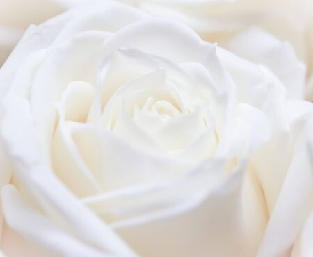 Botanical concept, wedding invitation card - Soft focus, abstract floral background, white rose flower. Macro flowers backdrop for holiday brand designの写真素材