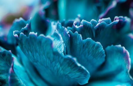 Retro art, vintage card and botanical concept - Abstract floral background, blue carnation flower. Macro flowers backdrop for holiday brand designの写真素材