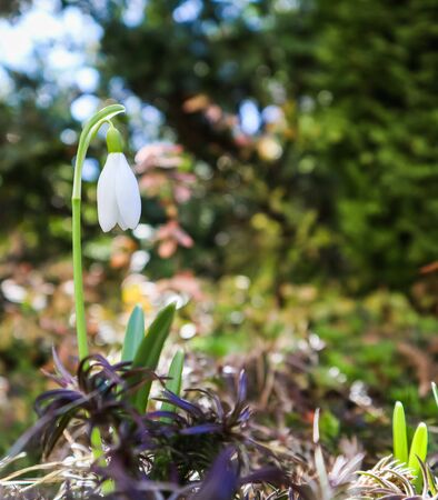 Spring is coming. The first snowdrop (Galanthus nivalis) blooms in my garden on a beautiful sunny dayの写真素材