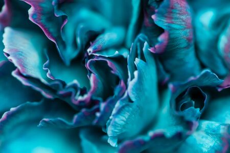 Retro art, vintage card and botanical concept - Abstract floral background, blue carnation flower. Macro flowers backdrop for holiday brand designの写真素材