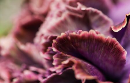 Retro art, vintage card and botanical concept - Abstract floral background, purple carnation flower. Macro flowers backdrop for holiday brand designの写真素材
