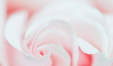 Botanical concept, wedding invitation card - Soft focus, abstract floral background, pink rose flower. Macro flowers backdrop for holiday brand designの写真素材