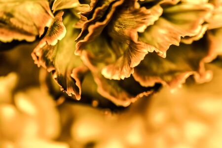 Retro art, vintage card and botanical concept - Abstract floral background, orange carnation flower. Macro flowers backdrop for holiday brand designの写真素材
