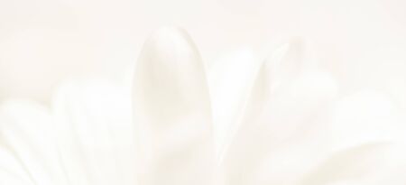 Soft focus, retro art, vintage card and botanical concept - Abstract floral background, white chrysanthemum flower petals. Macro flowers backdrop for holiday brand designの写真素材