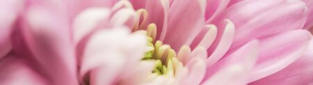 Retro art, vintage card and botanical concept - Abstract floral background, pink chrysanthemum flower. Macro flowers backdrop for holiday brand designの写真素材
