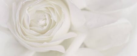 Botanical concept, wedding invitation card - Soft focus, abstract floral background, white rose flower. Macro flowers backdrop for holiday brand designの写真素材