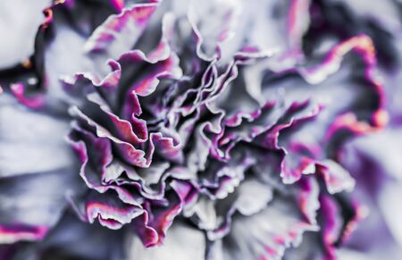 Retro art, vintage card and botanical concept - Abstract floral background, black carnation flower. Macro flowers backdrop for holiday brand designの写真素材