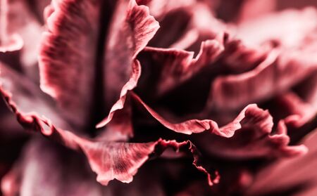 Retro art, vintage card and botanical concept - Abstract floral background, pink carnation flower. Macro flowers backdrop for holiday brand designの写真素材