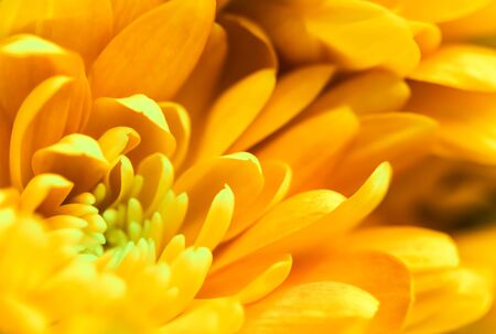 Retro art, vintage card and botanical concept - Abstract floral background, yellow chrysanthemum flower. Macro flowers backdrop for holiday brand designの写真素材