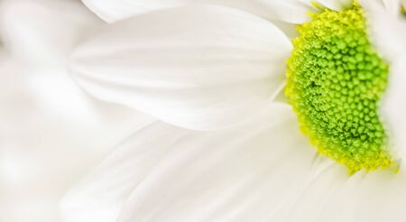 Soft focus, retro art, vintage card and botanical concept - Abstract floral background, white chrysanthemum flower petals. Macro flowers backdrop for holiday brand designの写真素材