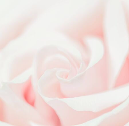 Botanical concept, wedding invitation card - Soft focus, abstract floral background, pink rose flower. Macro flowers backdrop for holiday brand designの写真素材