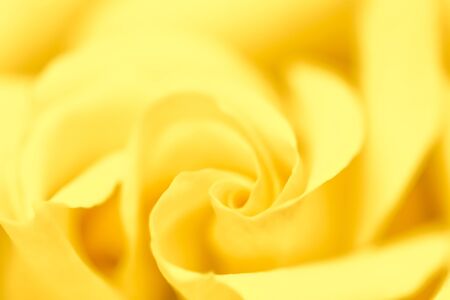 Botanical concept, wedding invitation card - Soft focus, abstract floral background, yellow rose flower. Macro flowers backdrop for holiday brand designの写真素材