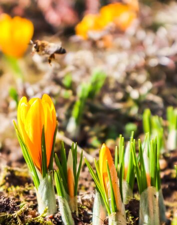 Beautiful yellow crocus flowers with bee in spring gardenの写真素材