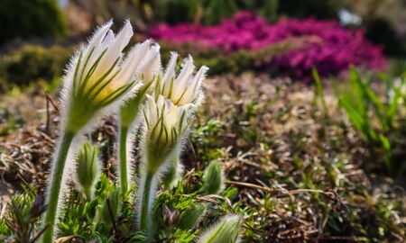 Opening of beautiful white silky flowers (pulsatilla alpina) in the spring gardenの写真素材