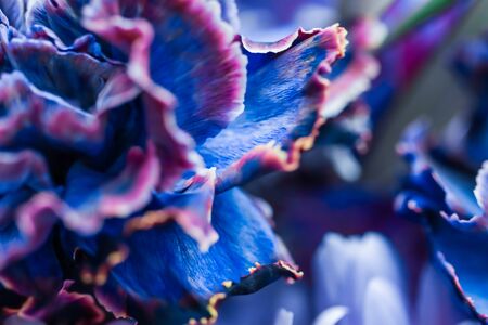 Retro art, vintage card and botanical concept - Abstract floral background, blue carnation flower. Macro flowers backdrop for holiday brand designの写真素材
