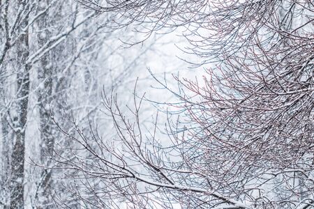 Snowing landscape, winter holiday concept - Fairytale fluffy snow-covered trees branches, nature scenery with white snow and cold weather. Snowfall in winter park. Soft focusの写真素材