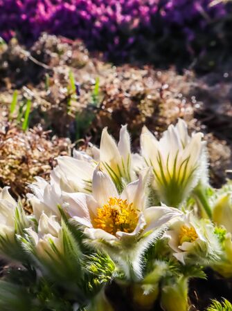 Opening of beautiful white silky flowers (pulsatilla alpina) in the spring gardenの写真素材