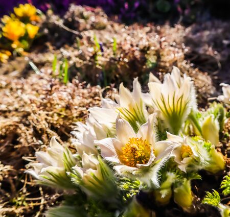 Opening of beautiful white silky flowers (pulsatilla alpina) in the spring gardenの写真素材
