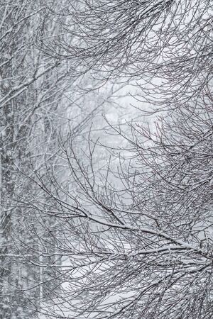 Snowing landscape, winter holiday concept - Fairytale fluffy snow-covered trees branches, nature scenery with white snow and cold weather. Snowfall in winter park. Soft focusの写真素材