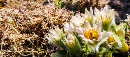 Opening of beautiful white silky flowers (pulsatilla alpina) in the spring gardenの写真素材