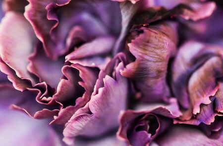 Retro art, vintage card and botanical concept - Abstract floral background, purple carnation flower. Macro flowers backdrop for holiday brand designの写真素材