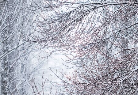 Snowing landscape, winter holiday concept - Fairytale fluffy snow-covered trees branches, nature scenery with white snow and cold weather. Snowfall in winter park. Soft focusの写真素材
