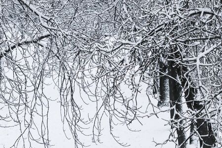 Snowing landscape, winter holiday concept - Fairytale fluffy snow-covered trees branches, nature scenery with white snow and cold weather. Snowfall in winter park. Soft focusの写真素材
