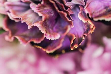 Retro art, vintage card and botanical concept - Abstract floral background, purple carnation flower. Macro flowers backdrop for holiday brand designの写真素材