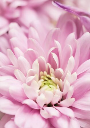 Retro art, vintage card and botanical concept - Abstract floral background, pink chrysanthemum flower. Macro flowers backdrop for holiday brand designの写真素材