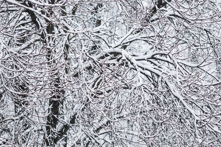 Snowing landscape, winter holiday concept - Fairytale fluffy snow-covered trees branches, nature scenery with white snow and cold weather. Snowfall in winter park. Soft focusの写真素材