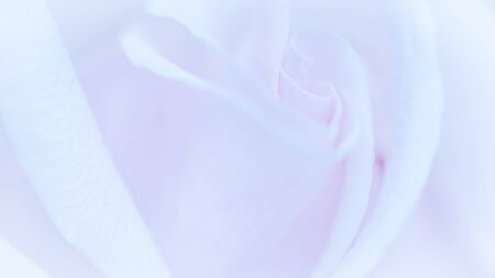 Botanical concept, wedding invitation card - Soft focus, abstract floral background, purple rose flower. Macro flowers backdrop for holiday brand designの写真素材