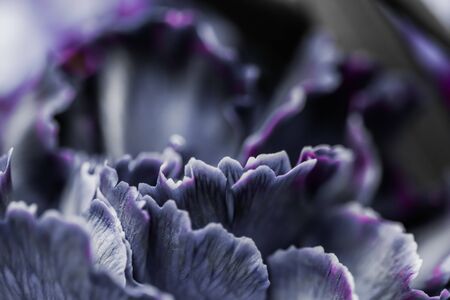 Retro art, vintage card and botanical concept - Abstract floral background, black carnation flower. Macro flowers backdrop for holiday brand designの写真素材