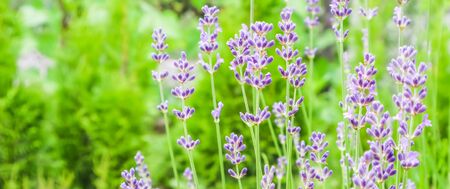 Soft focus on beautiful lavender flowers in summer gardenの写真素材