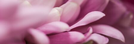 Retro art, vintage card and botanical concept - Abstract floral background, pink chrysanthemum flower. Macro flowers backdrop for holiday brand designの写真素材