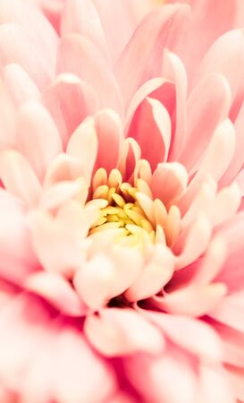 Retro art, vintage card and botanical concept - Abstract floral background, pink chrysanthemum flower. Macro flowers backdrop for holiday brand designの写真素材