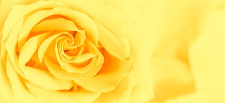 Botanical concept, wedding invitation card - Soft focus, abstract floral background, yellow rose flower. Macro flowers backdrop for holiday brand designの写真素材