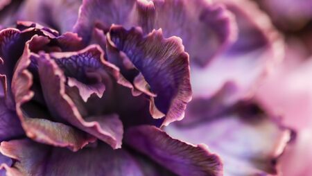 Retro art, vintage card and botanical concept - Abstract floral background, purple carnation flower. Macro flowers backdrop for holiday brand designの写真素材
