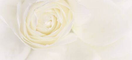 Botanical concept, wedding invitation card - Soft focus, abstract floral background, white rose flower. Macro flowers backdrop for holiday brand designの写真素材