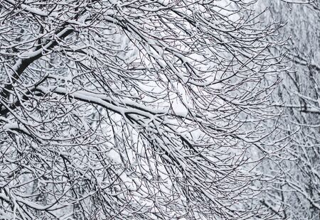 Snowing landscape, winter holiday concept - Fairytale fluffy snow-covered trees branches, nature scenery with white snow and cold weather. Snowfall in winter park. Soft focusの写真素材
