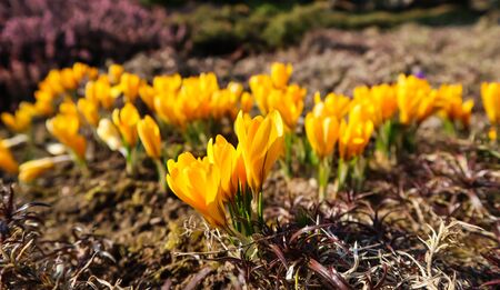 Spring is coming. The first yellow crocuses in my garden on a sunny dayの写真素材