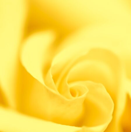 Botanical concept, wedding invitation card - Soft focus, abstract floral background, yellow rose flower. Macro flowers backdrop for holiday brand designの写真素材